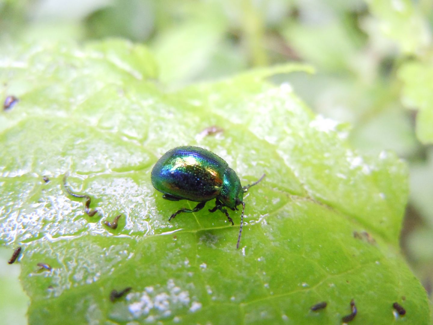 Chrysolina fastuosa, Chrysomelidae